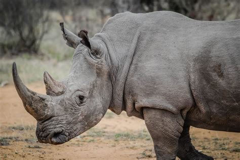 rhino horn maaletooja.